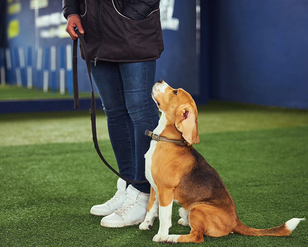 puppy training