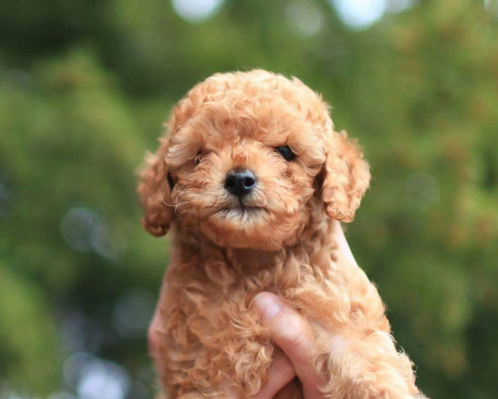 puppy1