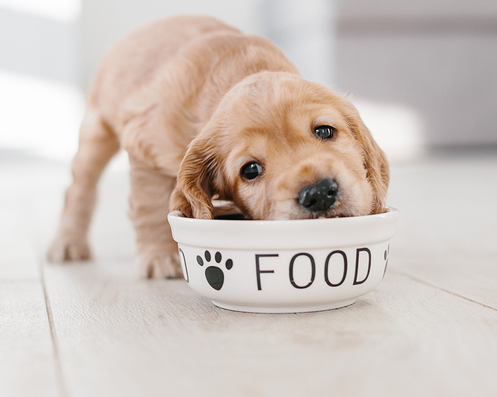 puppy2