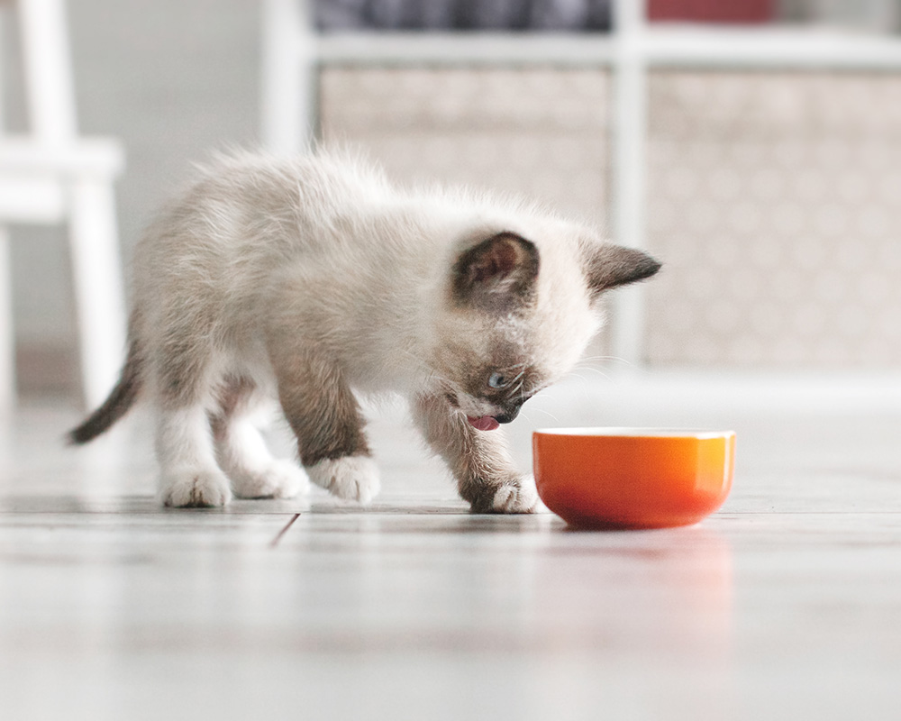 kitten eating