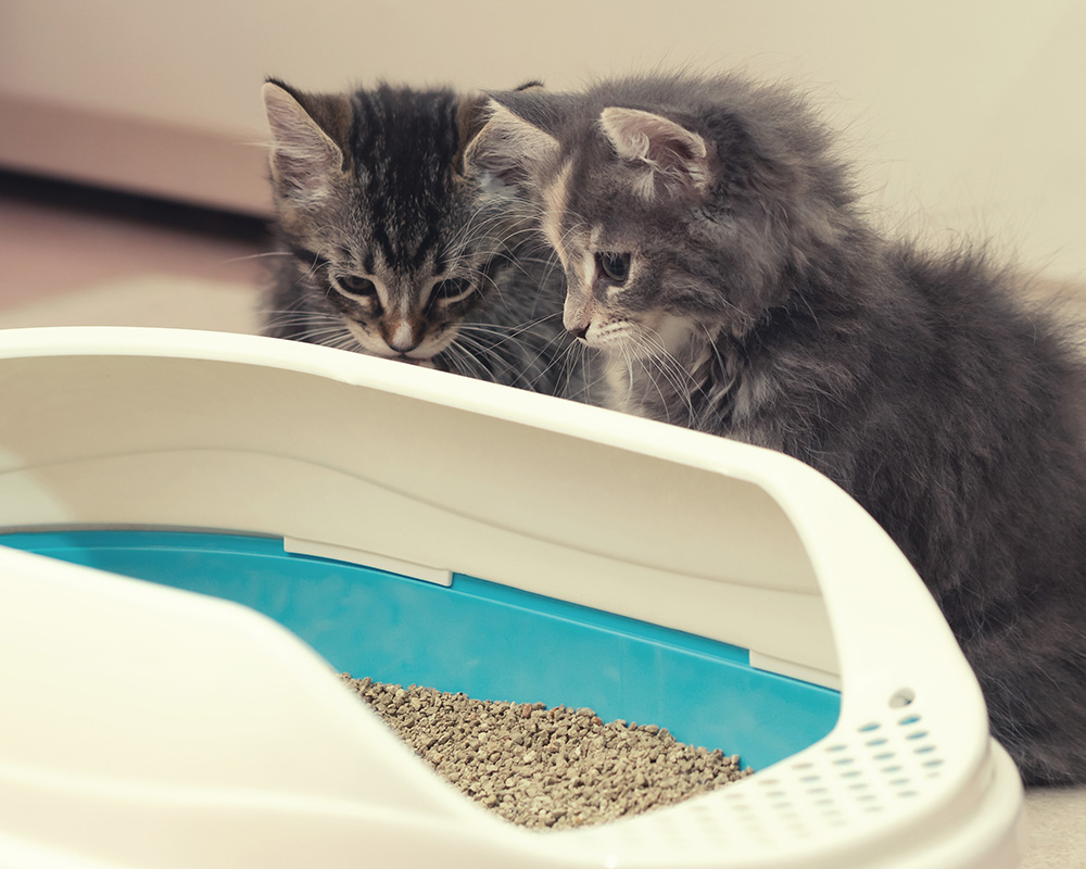 kitten litter tray