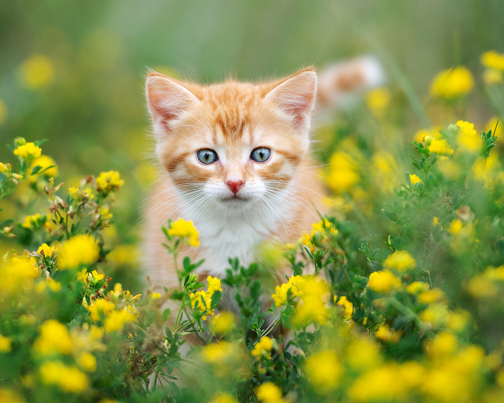 kitten outside