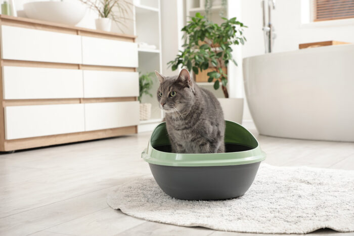 Why doesn’t my cat use his litter tray?
